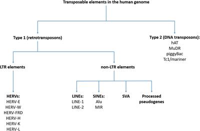 Transposable Elements and Their Epigenetic Regulation in Mental Disorders: Current Evidence in the Field